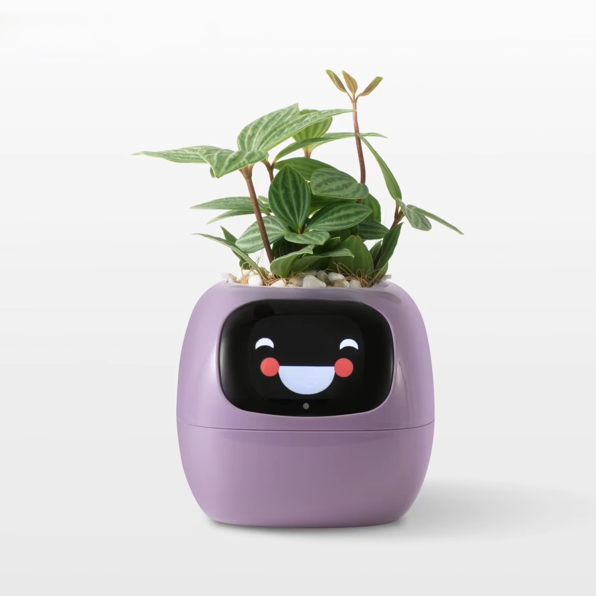 YY Wifi Ai Умный горшок для ра – обзор и цена Home Decor Ai